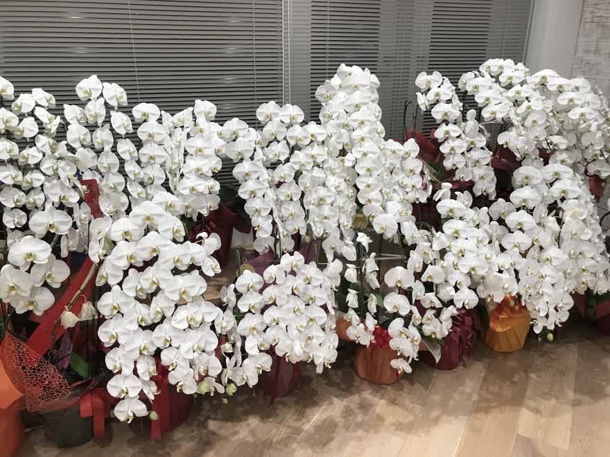 上場記念の胡蝶蘭たち